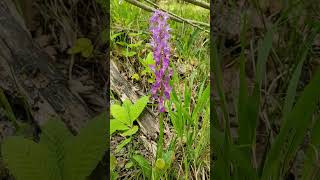 Exploring the Spring Beauty of a Caucasus Forest