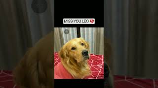 Miss You Leo, Rio 💔😭❤️ #leo #reo #anantrastogi #leo