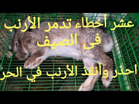 فيديو: يعرج بسبب الألم أو الإصابة في الأرانب