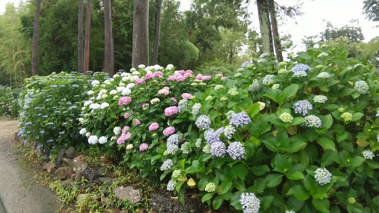 ふらっと神社 7 鹿嶋神社の紫陽花 神社巡り 紫陽花 滋賀県守山市 Youtube