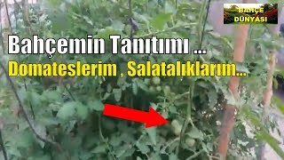 BAHÇEMİN TANITIMI. DOMATESLERİM , SALATALIKLARIM...