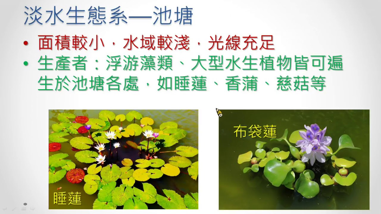 國中生物 認識生態系3水域生態系的種類、組成與特色－淡水生態系、河口生態系 - YouTube