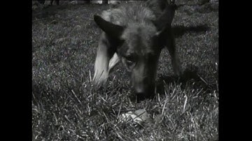 Hellhound (Official Music Video)