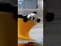 Panda cub having fun in spun chair