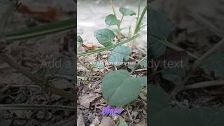 save #plant #save #earth