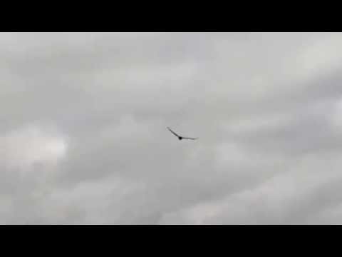 Magpie dive-bombs Wedge-tailed Eagle on Mount Noorat