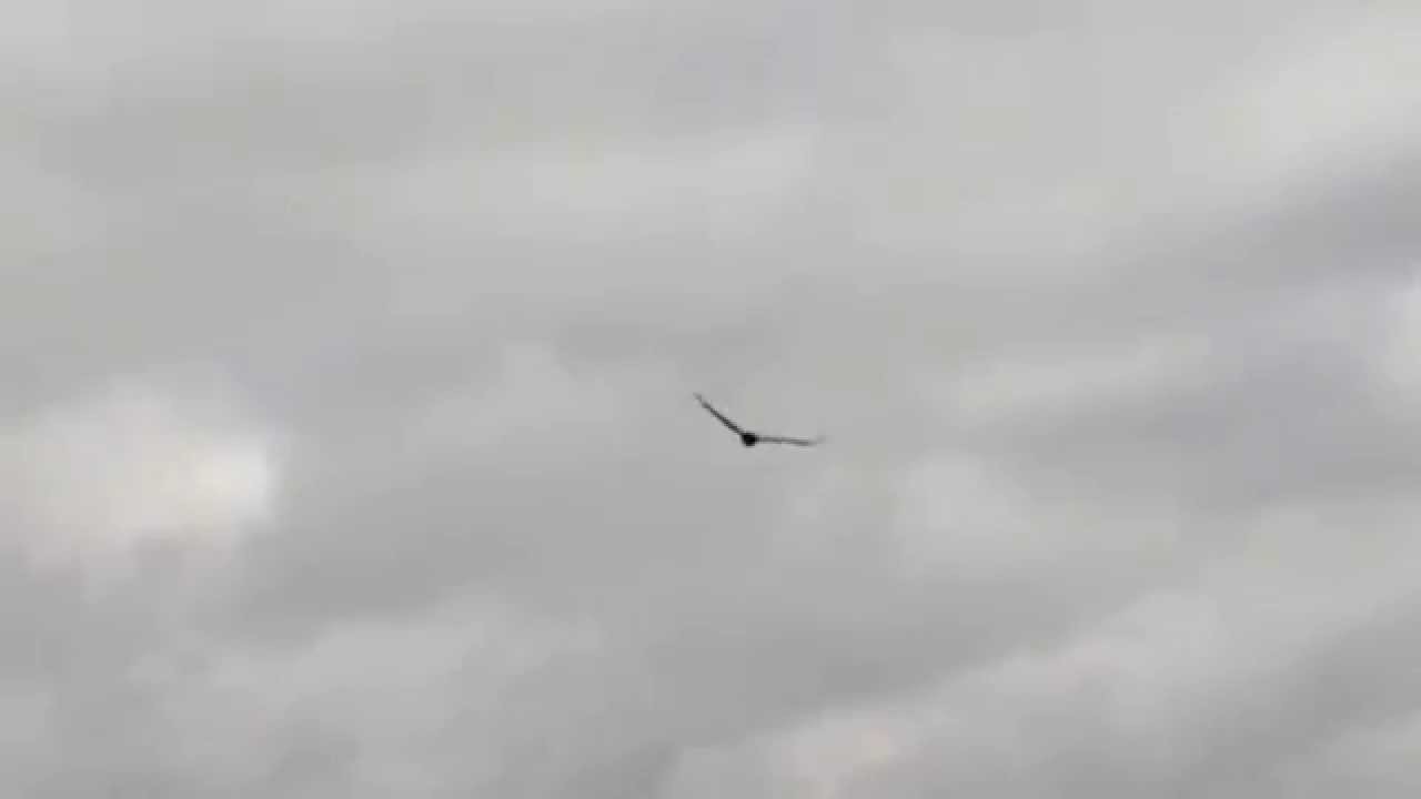 Magpie dive-bombs Wedge-tailed Eagle on Mount Noorat 