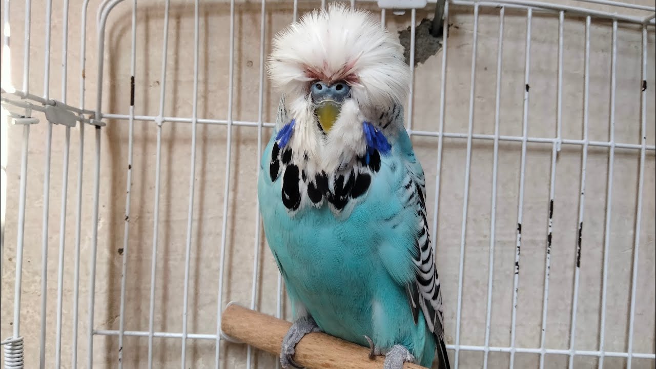 الوحش للبدجى الانجليزى 01140884272