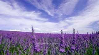 Quem Me Dera Ivan Lins & Maria Gadú