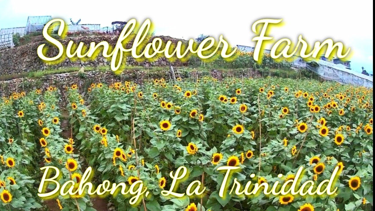 Bahong Sunflower Farm La Trinidad