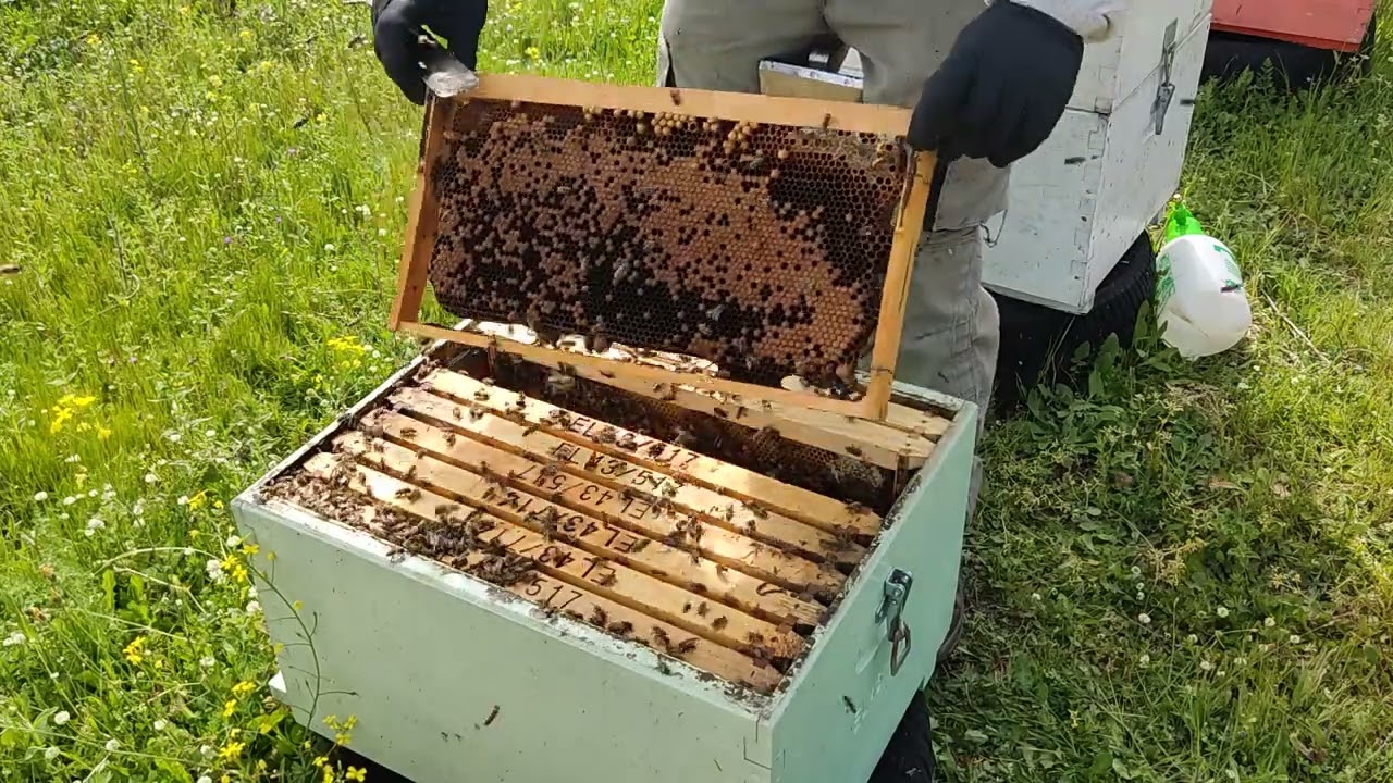 Αντικατάσταση ή σμηνουργια ? καί πώς μπορούμε να τα διαχειριστούμε