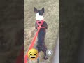Funny animals moment part 485 #funny videos #funnyvideo
