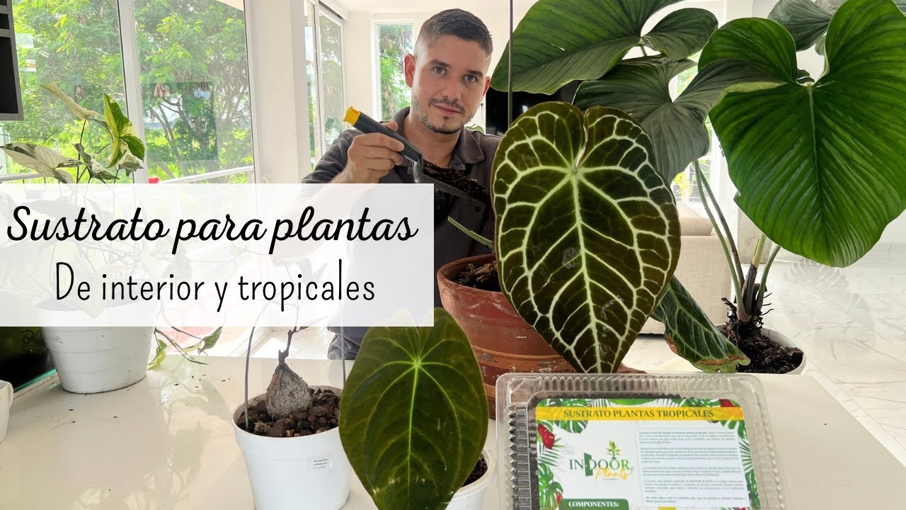 El mejor sustrato para plantas de interior y tropicales | son asombrosos los resultados