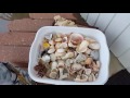 How to clean your shells you collected from the beach