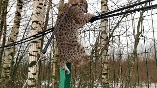 LYNX ALMOST RAN AWAY / Walk with bobcat Rufus