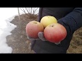 Обрезка яблони Белорусское сладкое