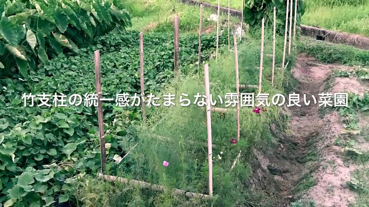 動画で家庭菜園 人の畑が見てみたい 竹支柱の統一感がたまらない雰囲気の良い菜園 ｈ29 8 4 Youtube