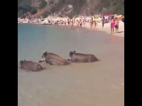 Video: Gdje je plaža svinja?