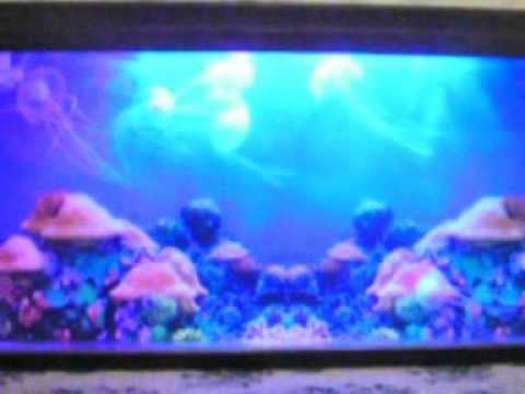 b&m fish tanks