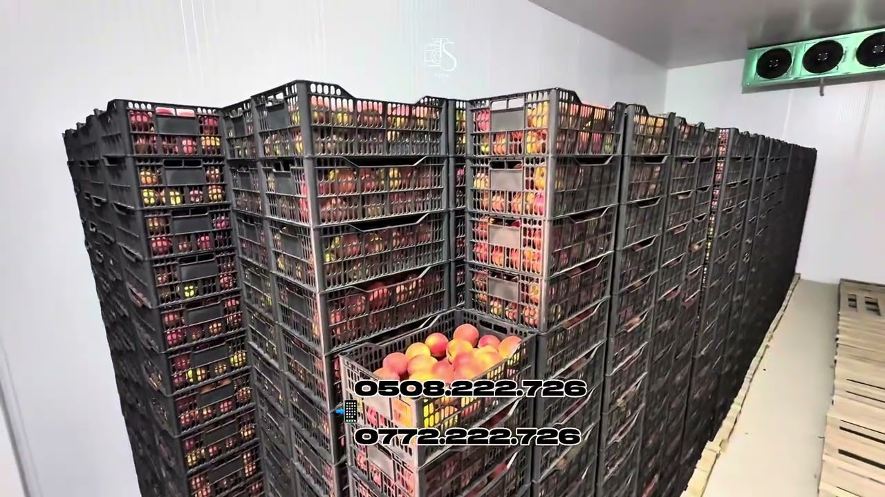 Жаңы  технология менен заманбап 500 тонналык мөмө жемиш сактоочу холодильник