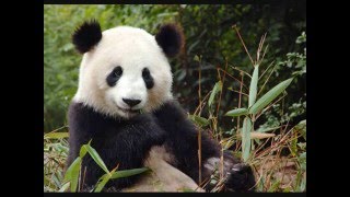 Panda Awareness