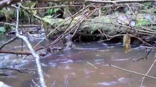 FWS,  Removing Barriers to Fish Passage on the Wishkah River, WA.