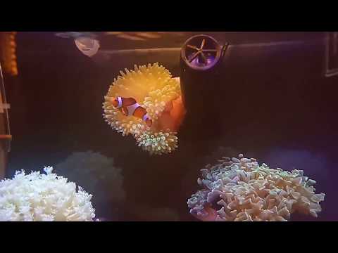 Video: Apakah anemon laut mudah dipelihara?