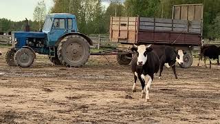 Коровы ярославской породы возвращаются с пастбища.