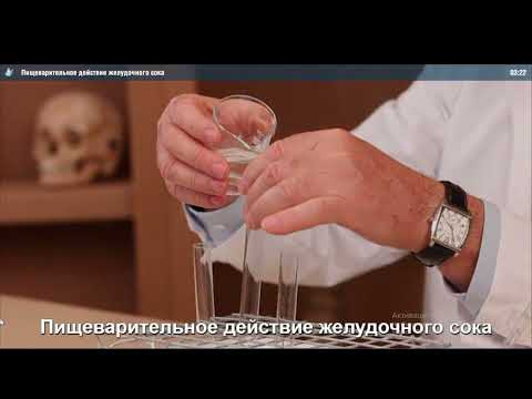 Пищеварительное действие желудочного сока