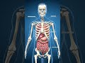"Male human skeleton system in 3D full bone structure Animation Explained"#imformative_video
