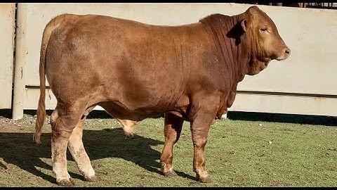 J&J Cattle Co: Lot #93237 Registered Beefmaster Bull
