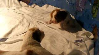 2009 Puppies 14 days old 111309