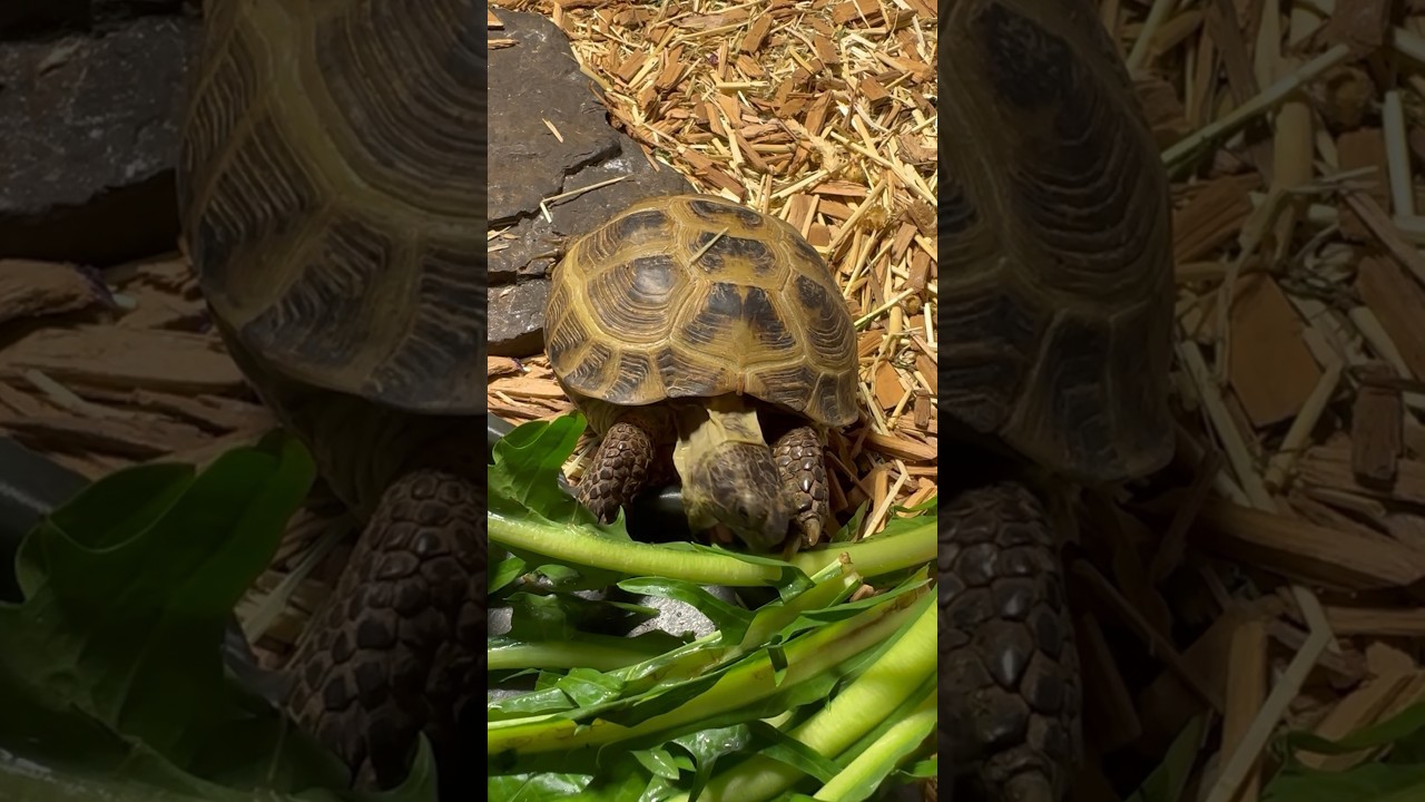 Munching on leaves 🐢 