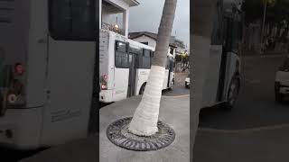 Pt35 M-237 Y T02 M-363