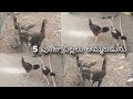 #KVR BREEDES#9360227341#bhimavaram chicks#peru cross chicks#patta punju#birds#chicken#viral