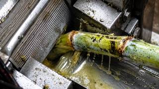 How Brown Sugar is Made From Millions of Sugarcane's How Brown Sugar is Made From Millions of Sugarcane's