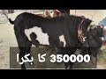 Beautiful and Expensive Goat at Pakistani Market! (Rs. 350,000)