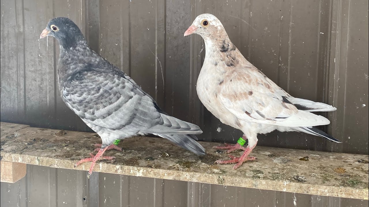 Snow is finely melting and 2023 breeding season up date.