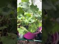 Geraniums #gardening #hermionelaake #garden #pots # geraniums