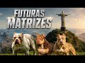 KATANA/ BELLA/ TAIYO O FUTURO DO THE BEST BULL KENNEL 