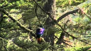 Bhutan Pheasants by KJWVideo 36,206 views 11 years ago 1 minute, 30 seconds