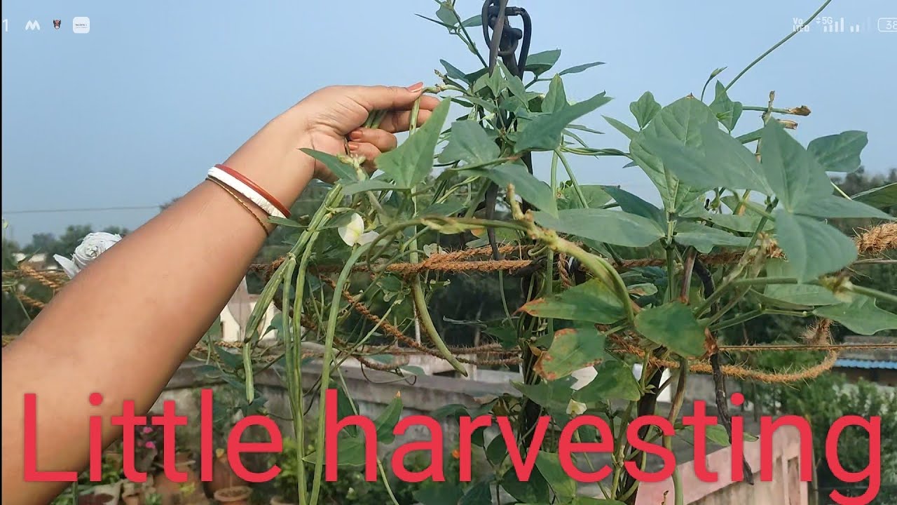 terrace garden little harvesting organic vegetables growing #flowers #gardening #organic#ytshorts 