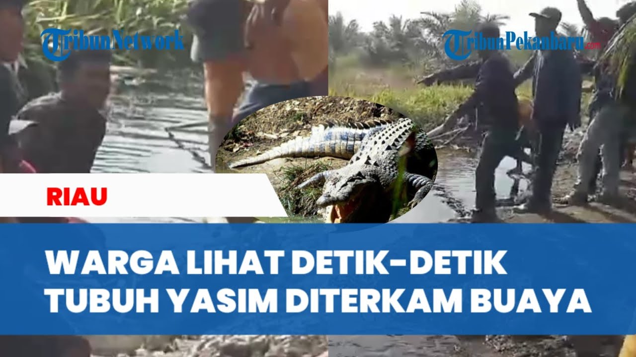 Warga Tangkap Buaya yang Terkam Pemancing di Rohil, Jasad Ditemukan di Dalam Perut Buaya