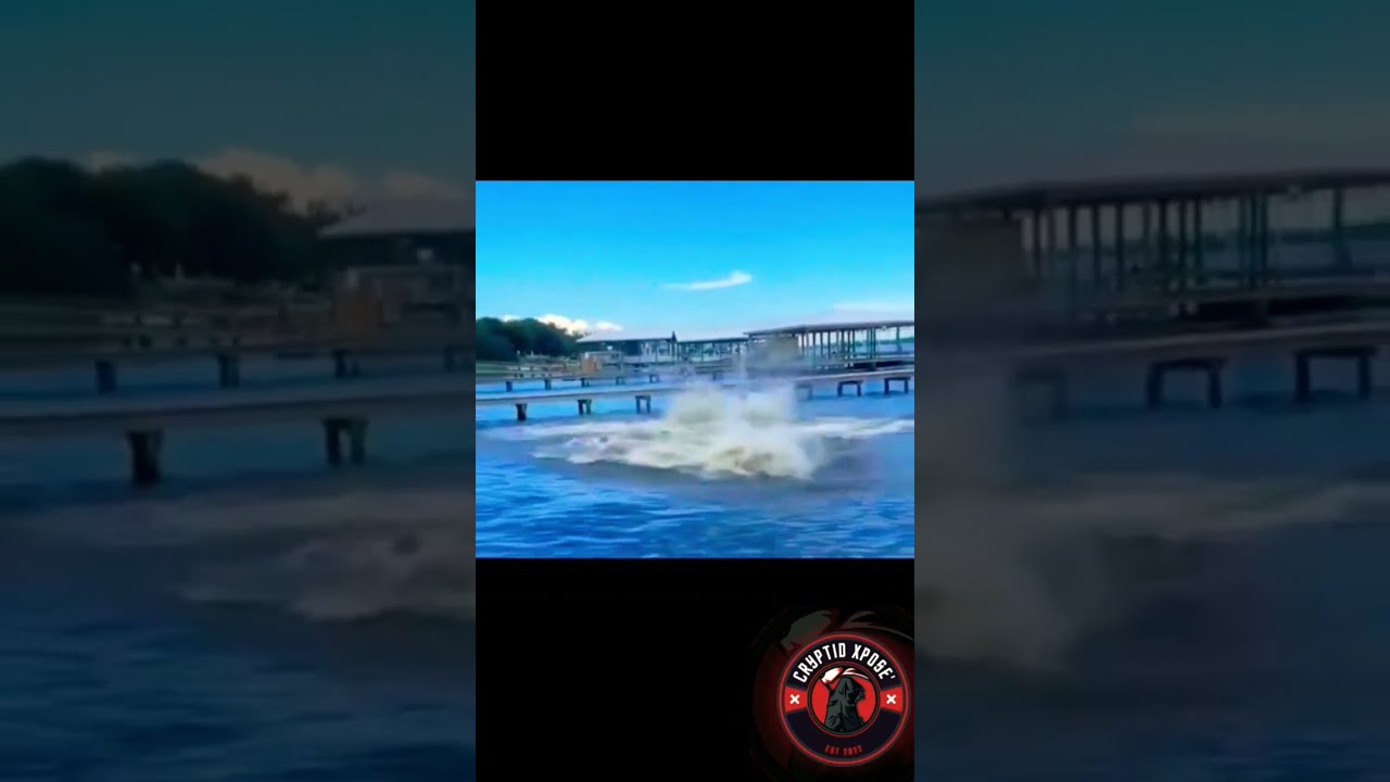 What Was That Giant Octopus Shorts Kraken Seacreature