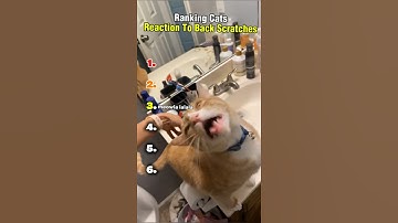 Ranking Cats Reaction To Back Scratches