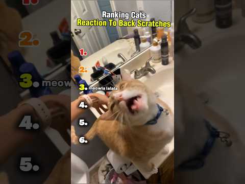 Ranking Cats Reaction To Back Scratches 