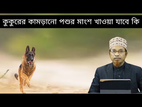 ভিডিও: কুকুর কি ভেড়ার চামড়ার পাটি পছন্দ করে?