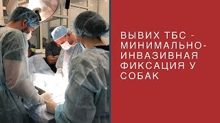 Вывих тазобедренного сустава - минимально-инвазивная фиксация у собак