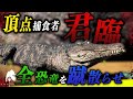 最強のワニ目指して…＃１