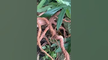 cây Hoàng kỳ nam,bổ gan thận,chữa trị đau nhức xương khớp tăng cường sinh lý nam